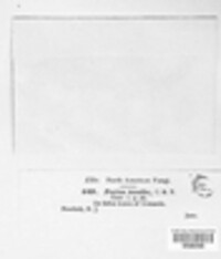 Cyathicula cyathoidea image